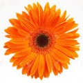 orange daisy