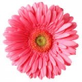 pink daisy