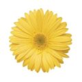 yellow daisy